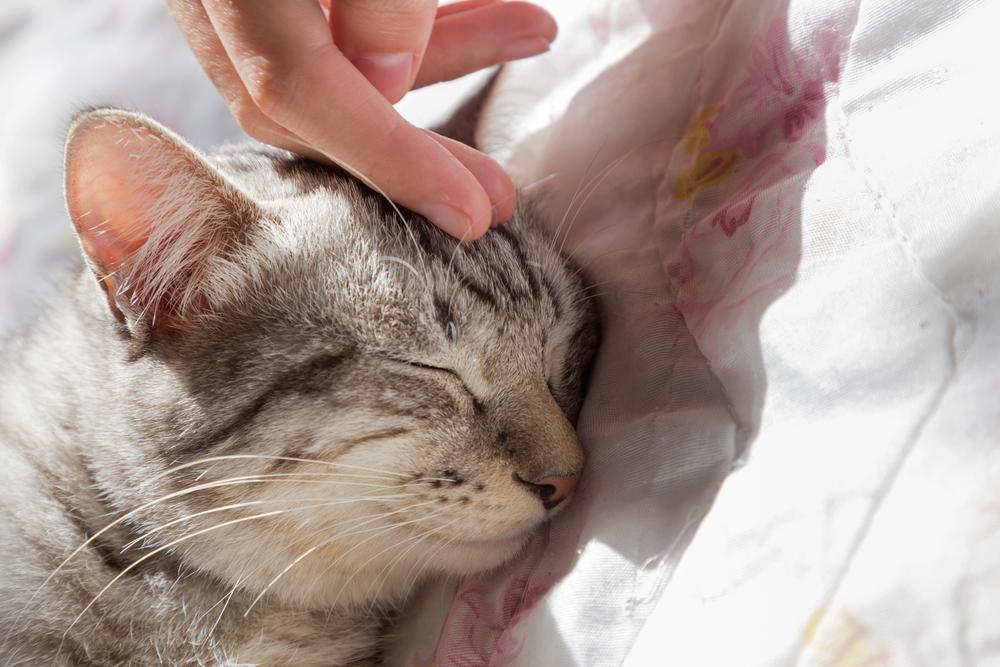 опасность ушного клеща у кошек для человека