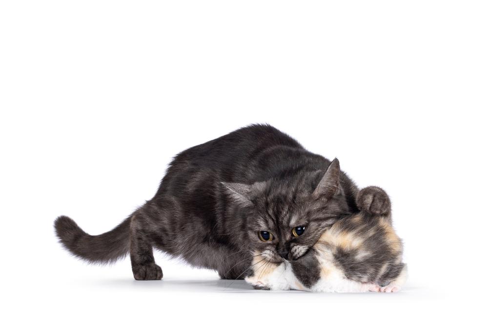 Черепаховые окрасы британских кошек: черепаховый дымчатый