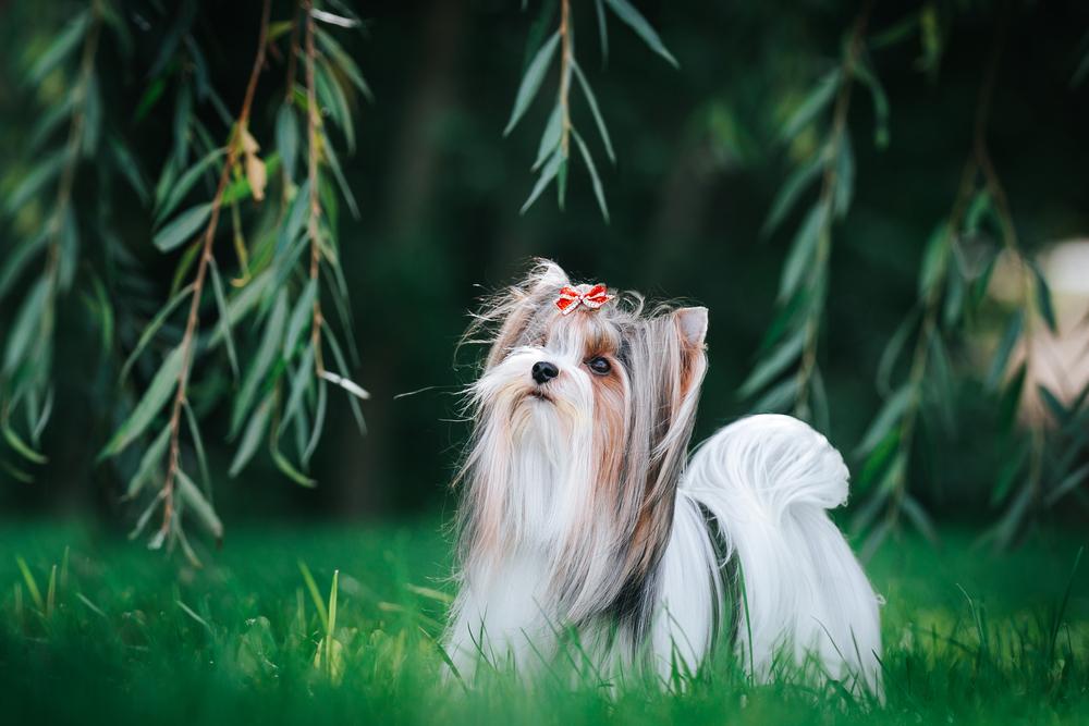 Выгул бивер-йорка