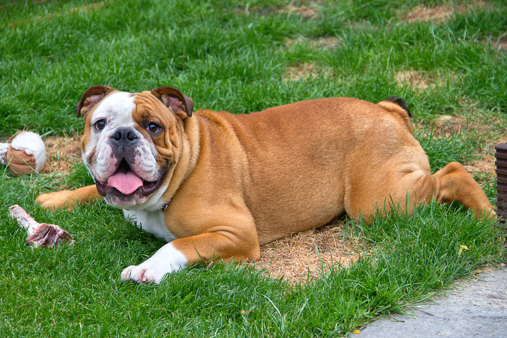 Владельцу нужно знать, сколько живут английские бульдоги