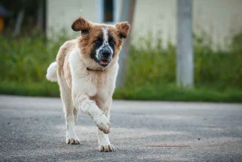 Вес московской сторожевой может быть чрезмерным