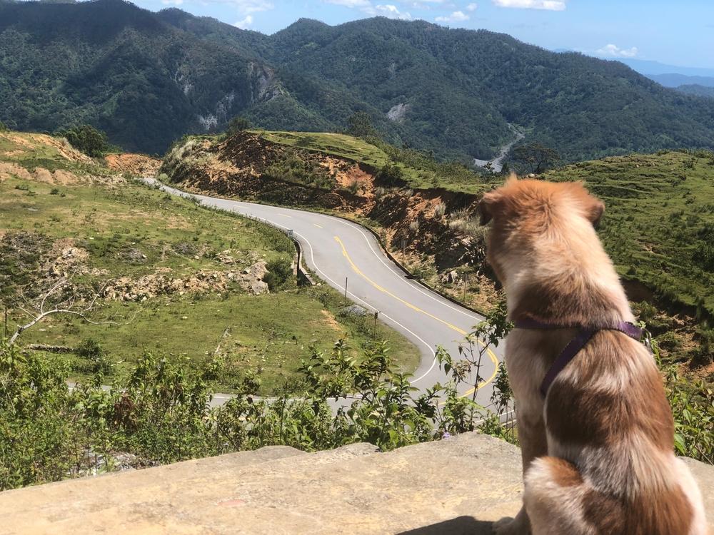 Воспитание и дрессировка аиди