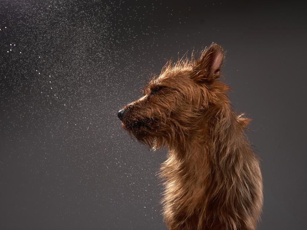 Уход за австралийским терьером 