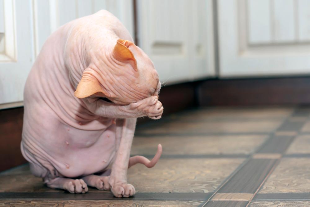 Склонность сфинксов к заболеваниям 