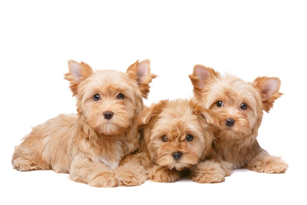 Какие бывают виды йоркширские терьеры: голддаст йорк Какие бывают виды йоркширские терьеры: голддаст йорк