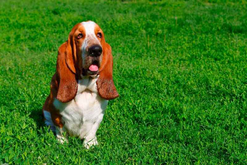 Вес бассет-хаунда может снижаться из-за болезни