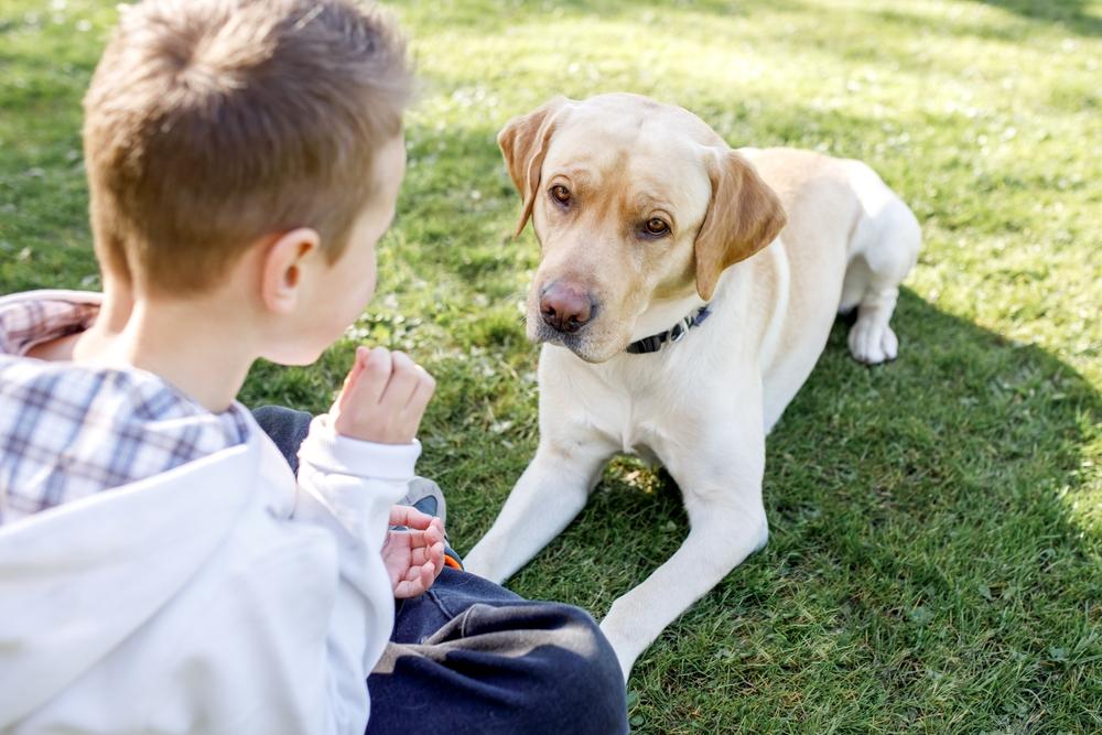 Особенности характера лабрадоров Особенности характера лабрадоров
