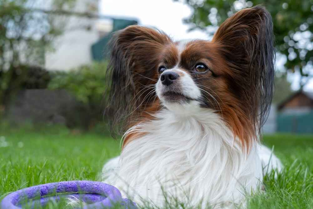 Папильон отличается дружелюбностью