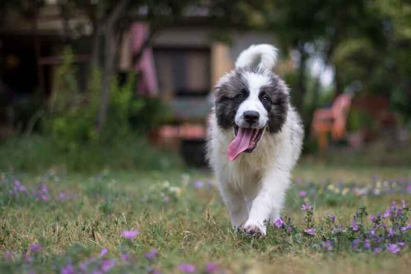 Как ухаживать за пиренейским мастифом?