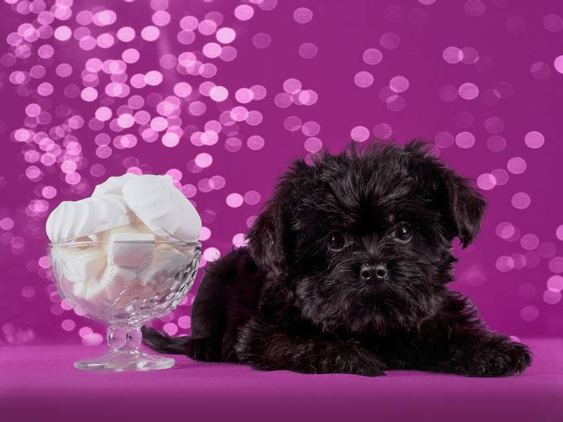 Советы по выбору щенка аффенпинчера