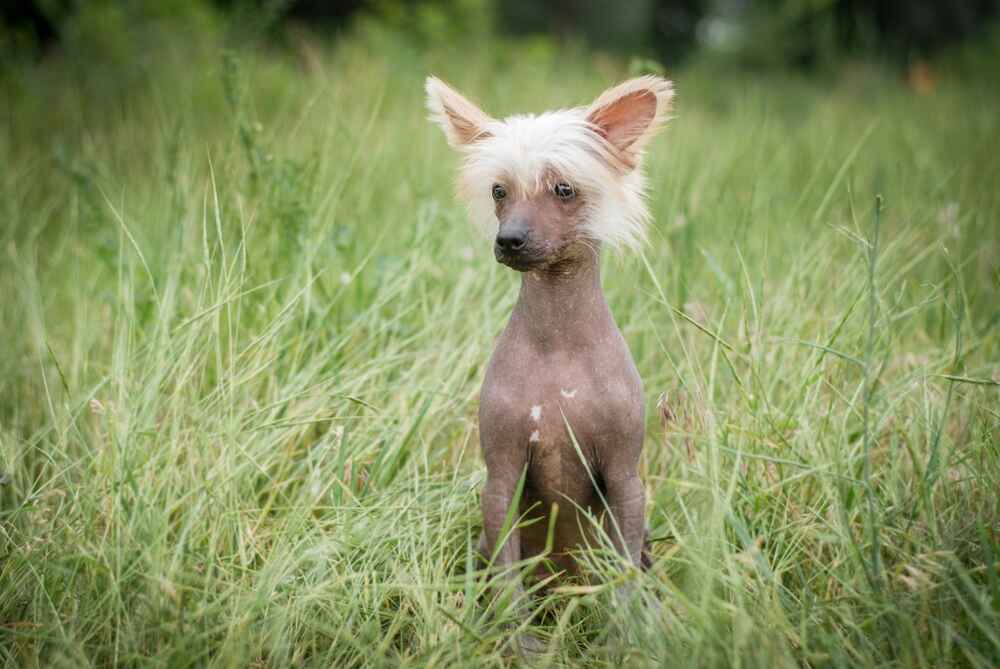 Профилактика болезней может влиять на то, сколько живут китайские хохлатые собаки
