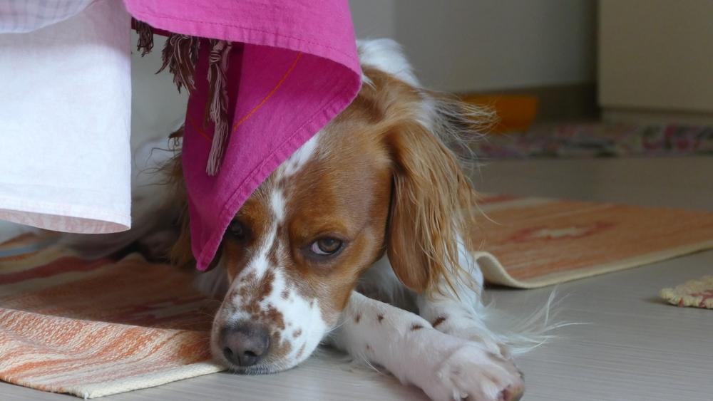 Репродуктивное здоровье бретонского эпаньоля