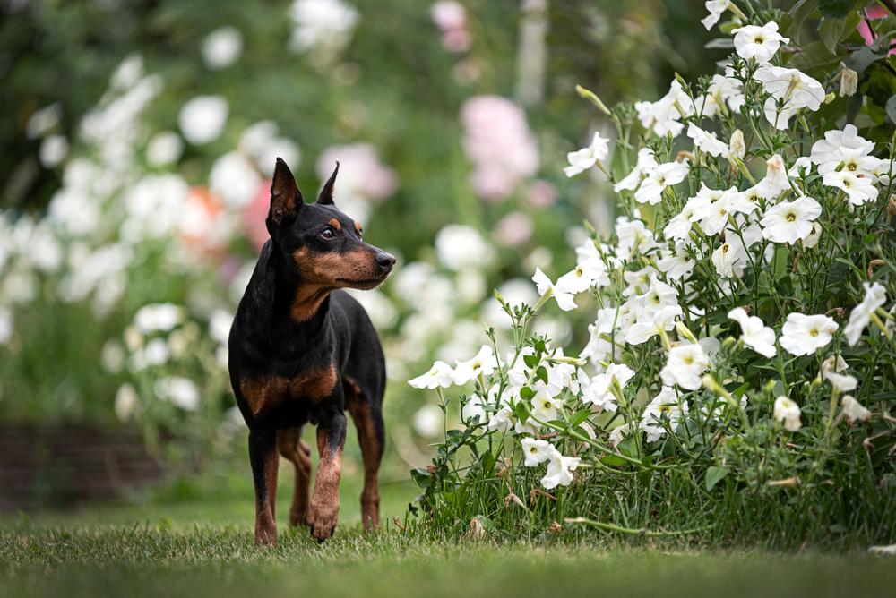 маленькие немецкие собаки: цвергпинчер.jpg