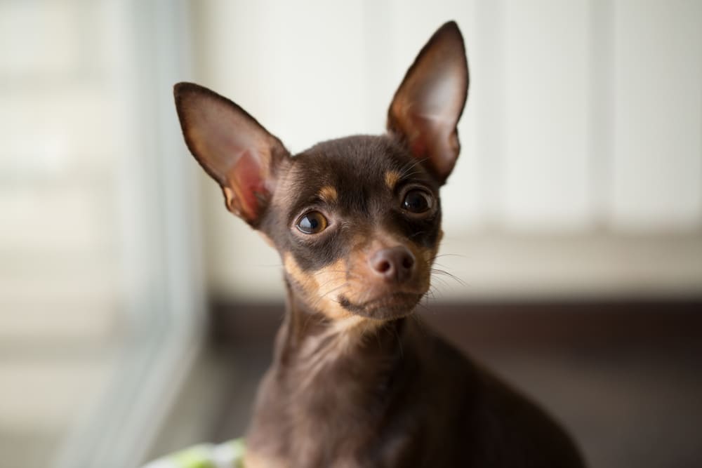 У той-терьеров бывают болезни сердца