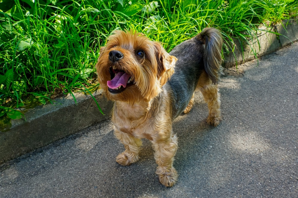 У йоркширских терьеров диагностируют болезни сердечно-сосудистой системы