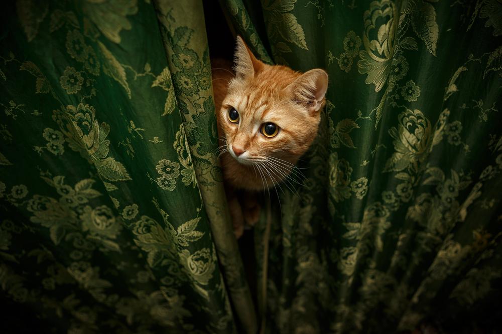 Что делать, если кошка лазит по шторам Что делать, если кошка лазит по шторам