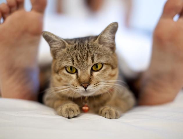 Физиологические причины заставляющие кошку ложиться в ногах