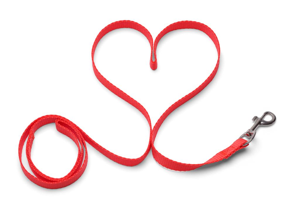 Зачем и когда нужен поводок для собаки Зачем и когда нужен поводок для собаки