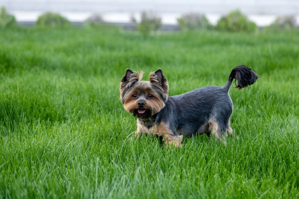 У йоркширских терьеров есть наследственные болезни