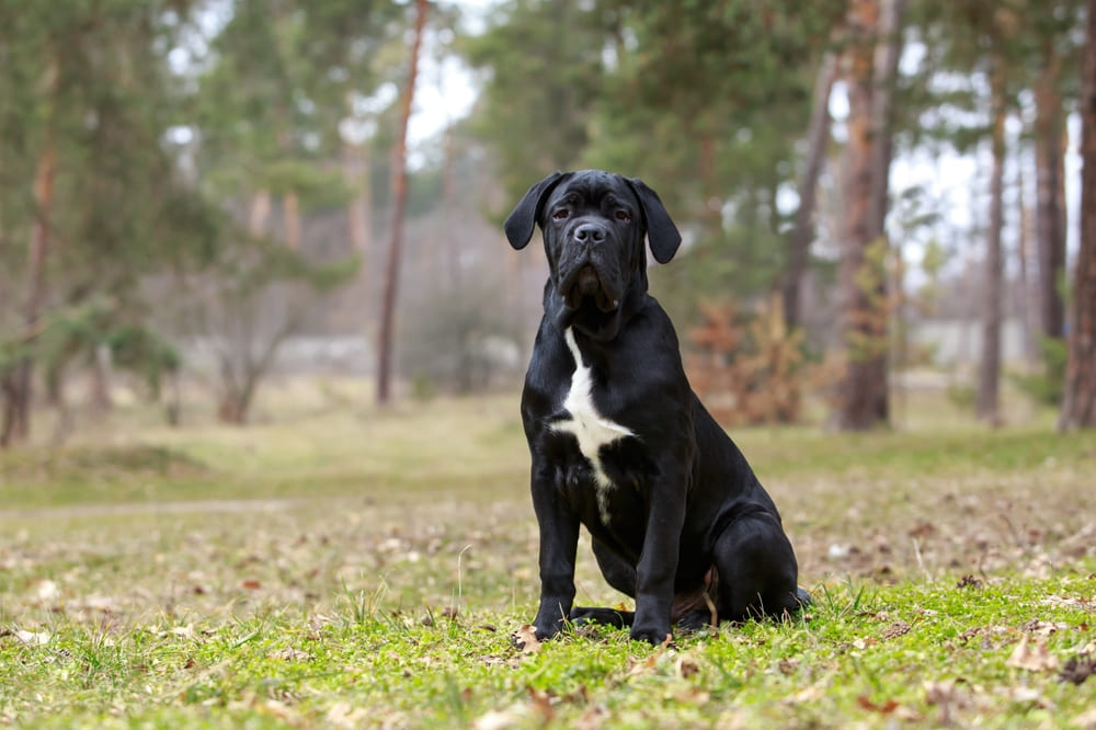 Профилактика болезней поможет избежать их появления у кане-корсо