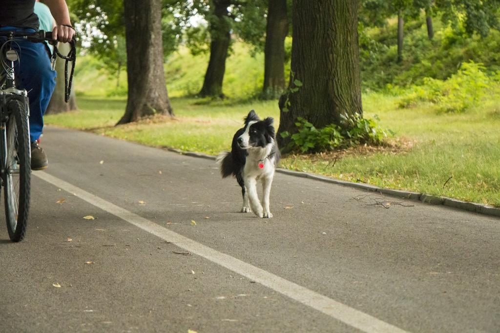 Почему собака бежит за машиной и даже кидается на нее
