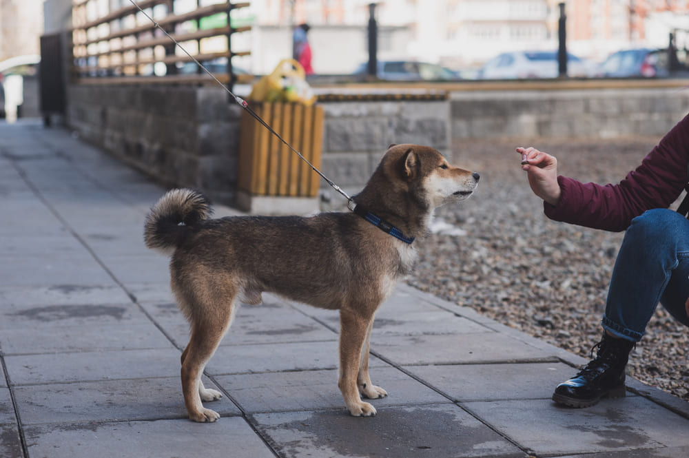 Сикоку могут обучаться трюкам