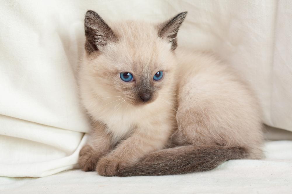 Как назвать сиамского кота-мальчика Как назвать сиамского кота-мальчика