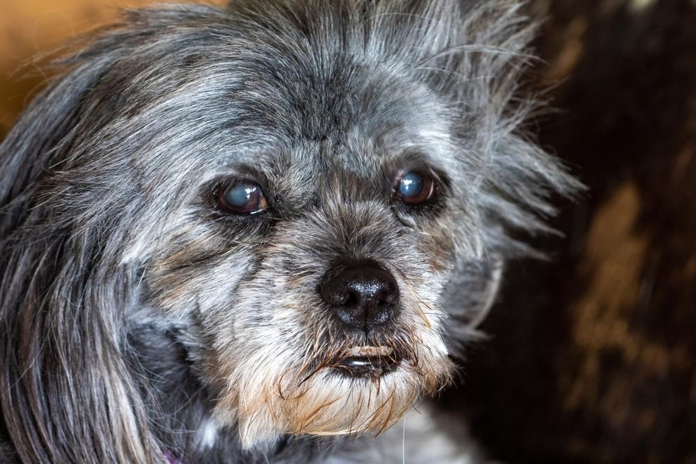 Как лечится катаракта у собак? 