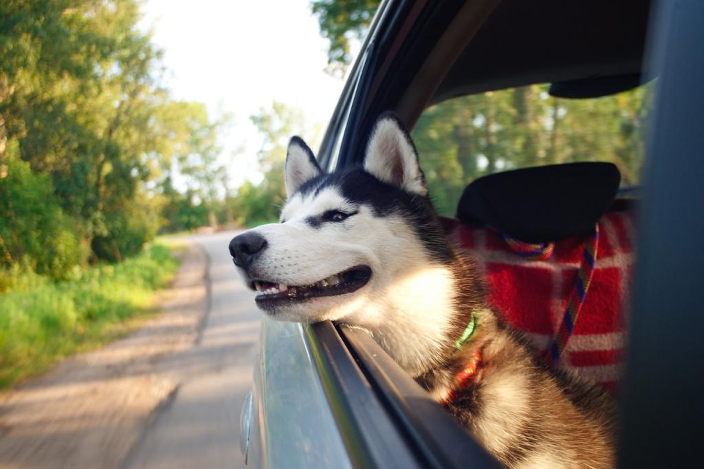 Как бороться со страхами поездок в машине у собаки