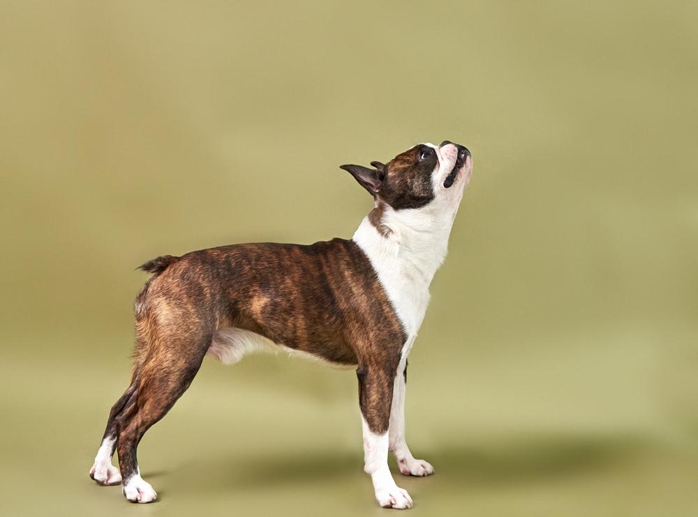 Телосложение бостон-терьера Телосложение бостон-терьера