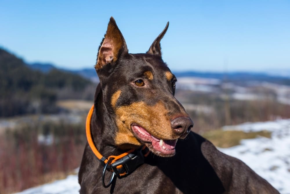 К разведению доберманов нужно подходить ответственно
