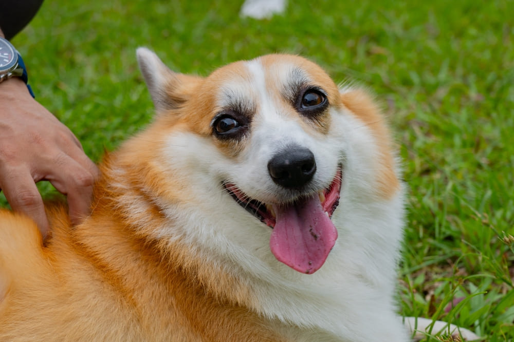 Владельцу важно знать, сколько длится беременность у корги