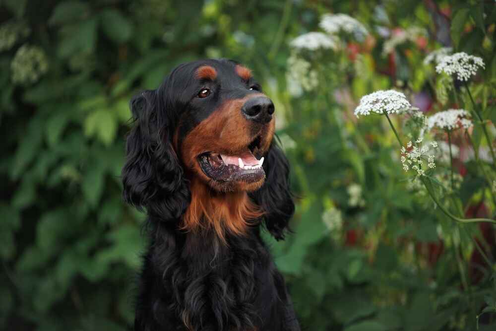 Уши сеттер-гордона требуют внимания
