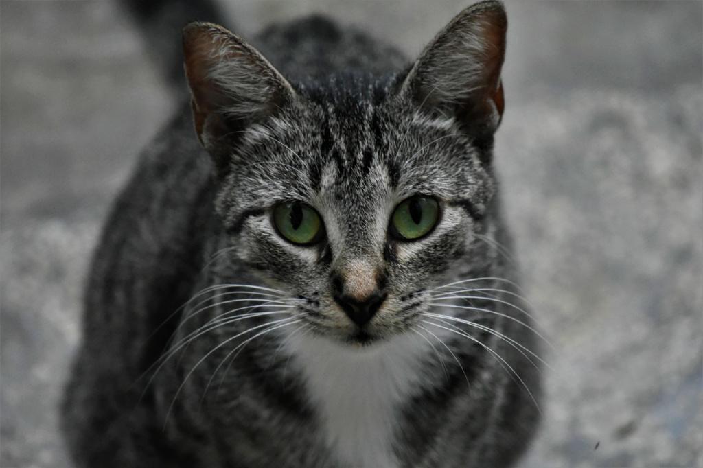 Помощь ветеринара при рвоте у кошки