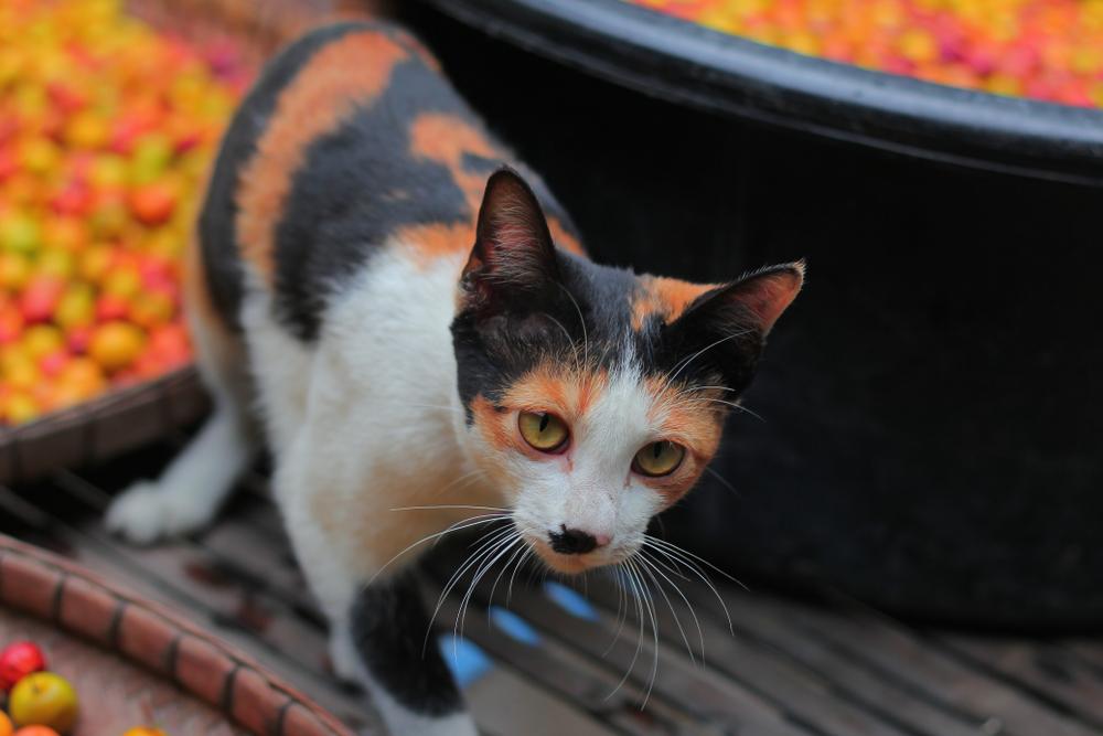 Как помочь кошке, если ее рвет шерстью? Как помочь кошке, если ее рвет шерстью?