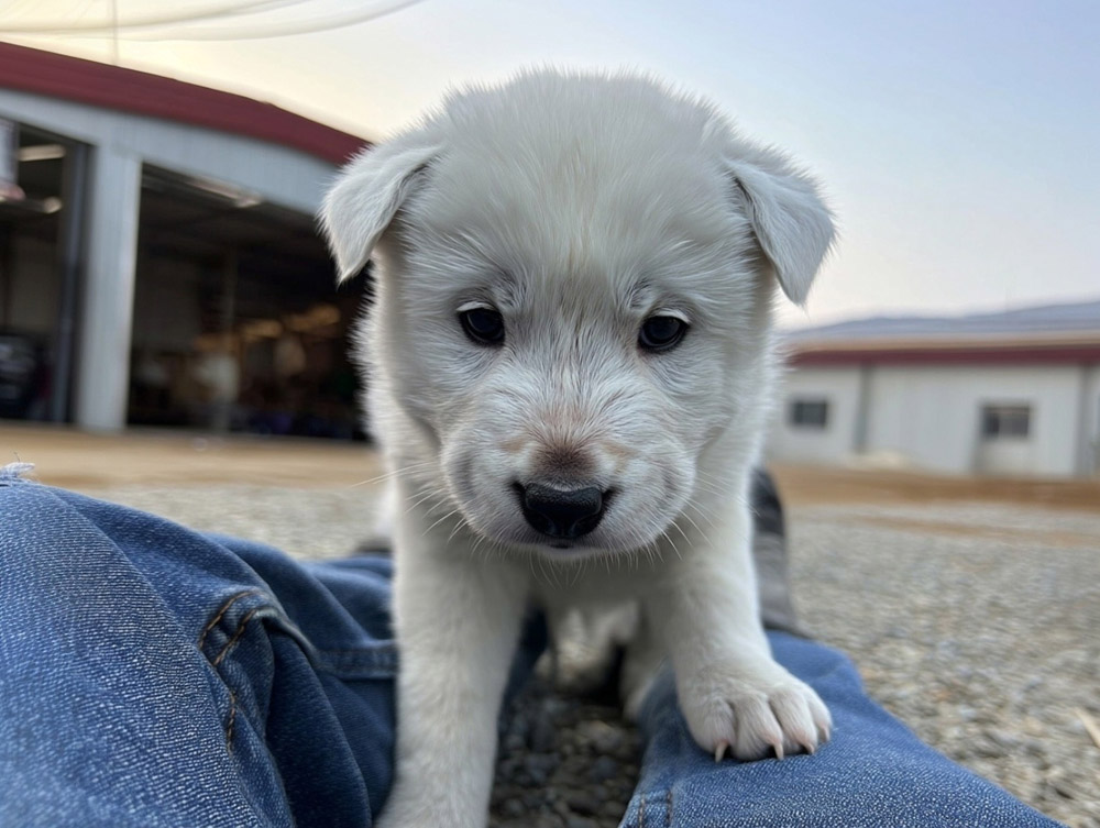 Щенок чиндо