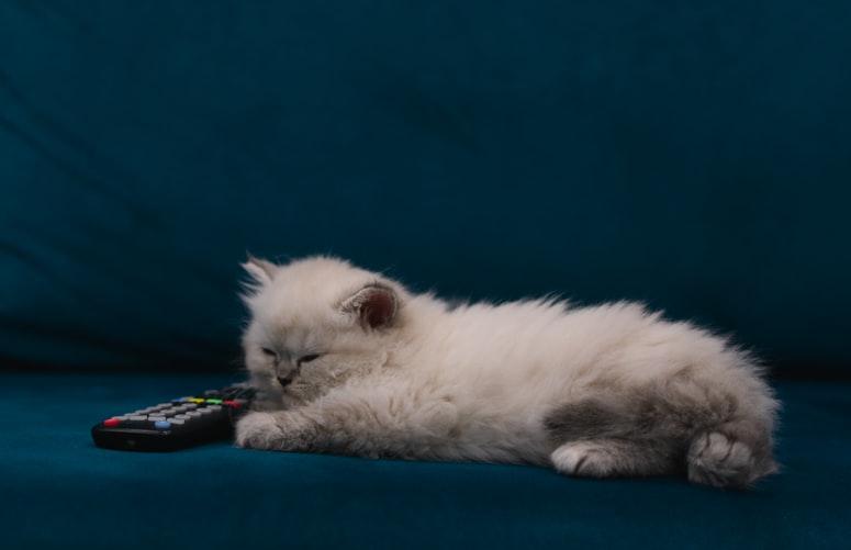 Активность персидской кошки