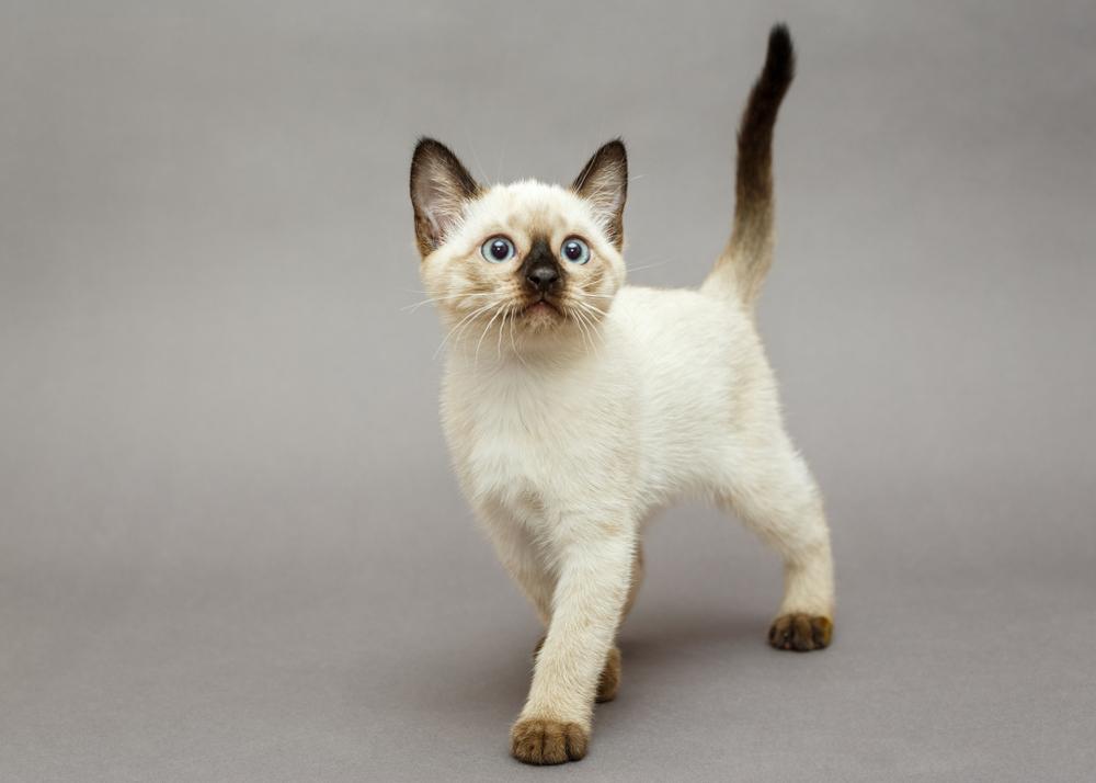 Простые клички для сиамских кошек