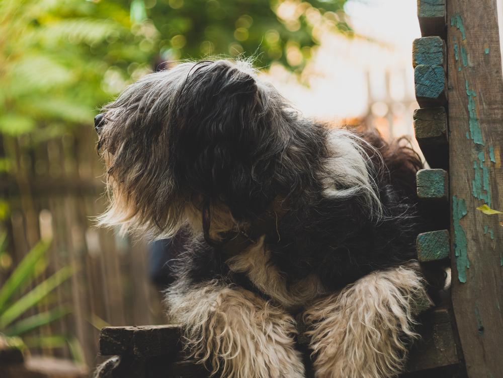 Содержание польской низинной овчарки