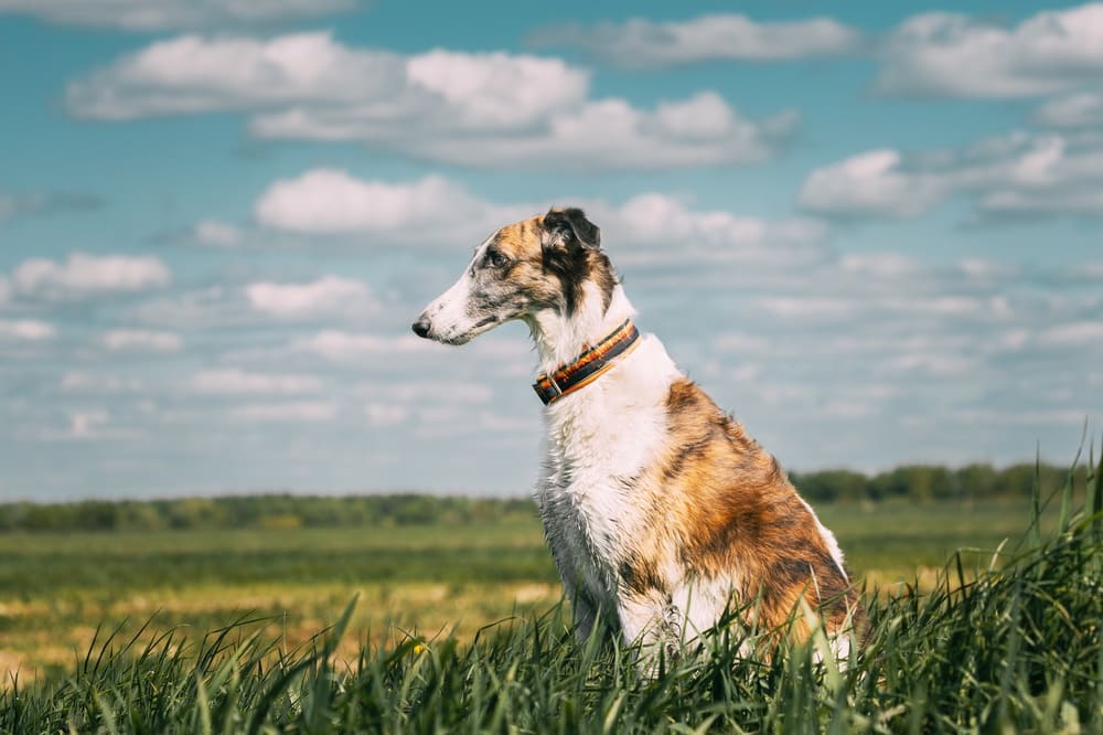Болезни влияют на то, сколько живет русская борзая