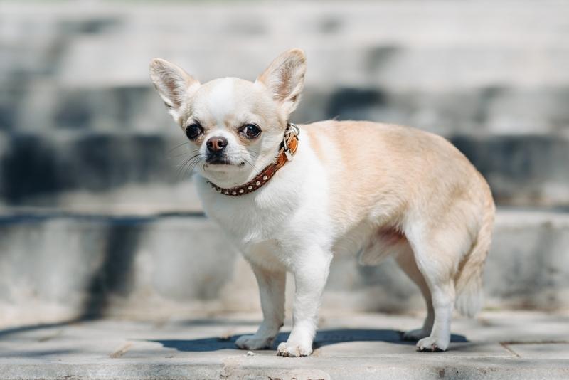 Аллергия на чихуахуа и другие породы передается по наследству