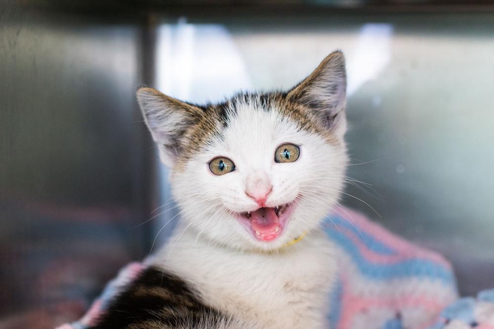 Симптомы при запоре у котят Симптомы при запоре у котят