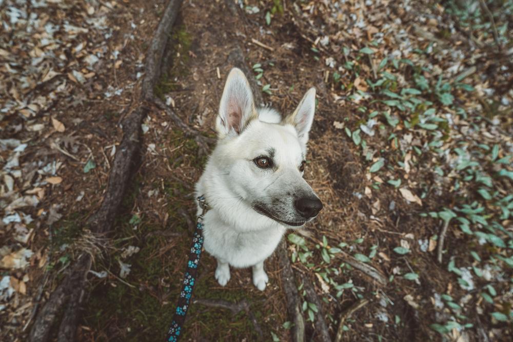кормление норвежского бухунда