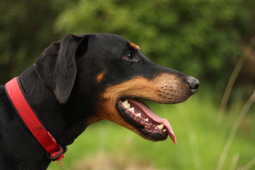 Активность влияет на то, сколько проживет доберман