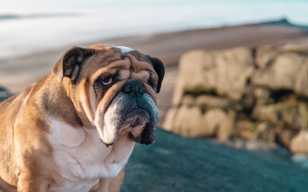 Английские бульдоги имеют склонность к дисплазии суставов