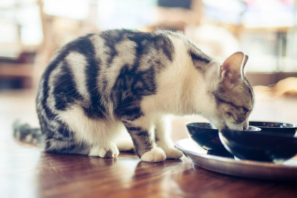 Сколько раз в день кормить котенка Сколько раз в день кормить котенка