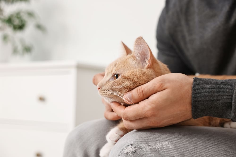 Владельцу нужно знать, можно ли предлагать йогурт кошкам