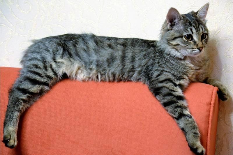 Рейтинг самых спокойных пород кошек: пиксибоб