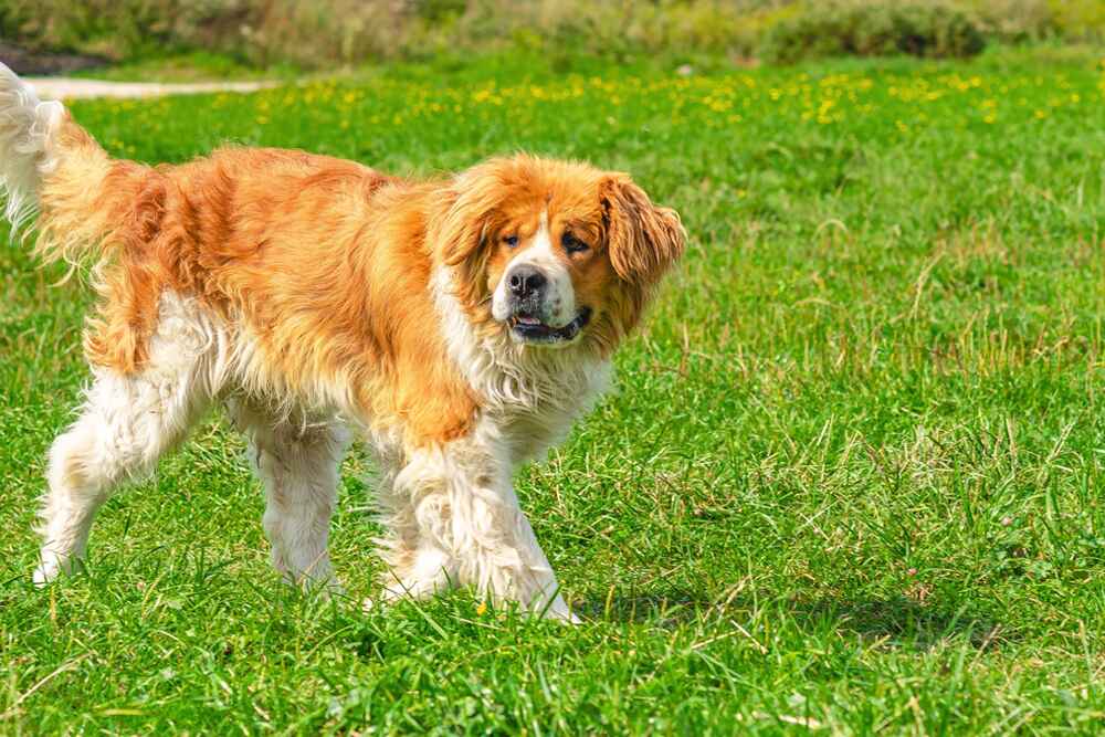 Московская сторожевая идет