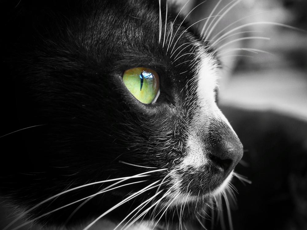 У котенка ломаются усы из-за кожных заболеваний У котенка ломаются усы из-за кожных заболеваний